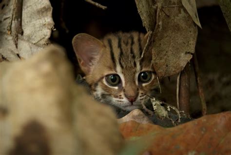 El Gato Más Pequeño Del Mundo En Peligro De Extinción Cdmxcom
