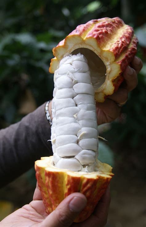 135 Best Images About Strangeexotic Fruit On Pinterest
