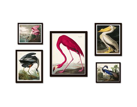 Vintage Audubon Birds Gallery Wall Set No 1 Coastal Art Sea Etsy