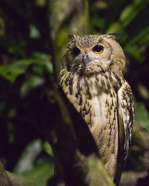 Forest Owl Forest Owl Shot Taken In Singapore Night Safar Flickr