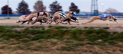 How Many Greyhound Tracks Are There In The Us