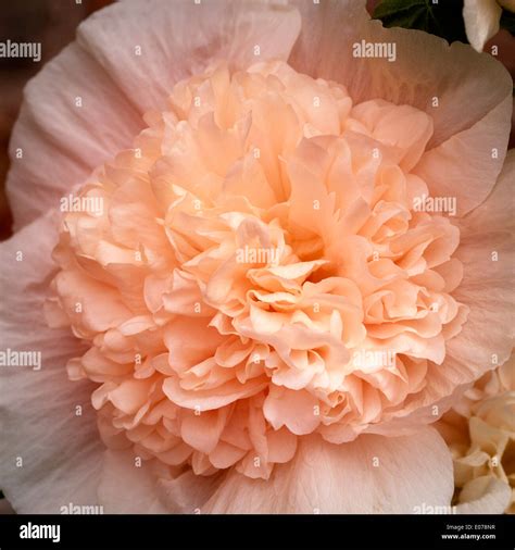 Closeup Of Hollyhock Flower Stock Photo Alamy