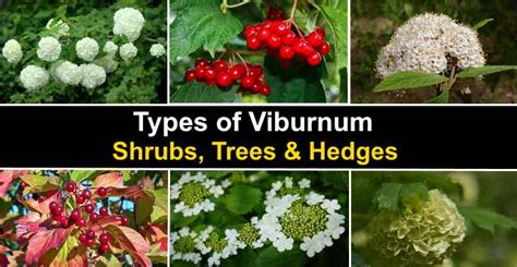 Types Of Viburnum Shrubs Trees And Hedges With Pictures