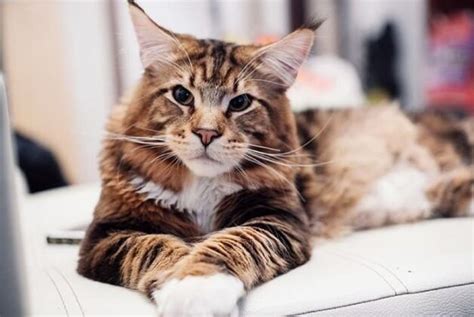 Do You Know The 13 Biggest Cat Breeds In The World Fluffy Kitty