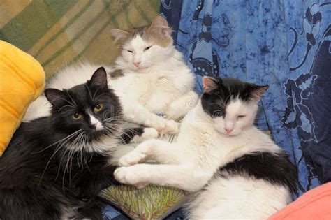 Three Cats Sleep Together Stock Image Image Of Blue 183534579