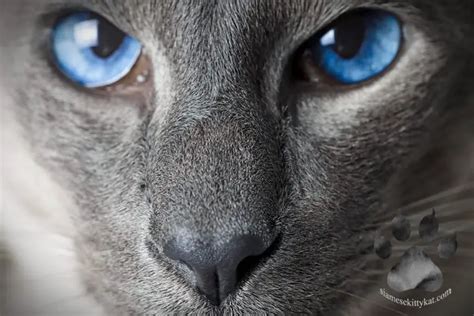 Siamese Cat Eye Problems Symptoms And Solutions