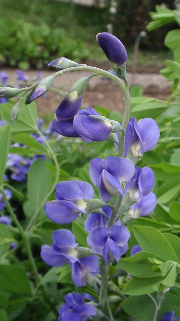 Purple Flowers On A Long Stem Flickr Photo Sharing