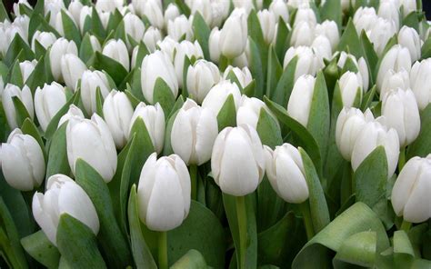 White Tulips Wallpapers Top Free White Tulips Backgrounds