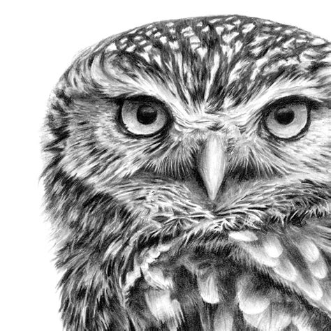 Original Little Owl Pencil Drawing Bird Artists Owl Art Print Owl