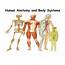 Human Anatomy And Body Systems