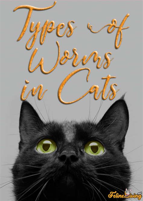 Types Of Worms In Cats Learn About The 4 Basic Types