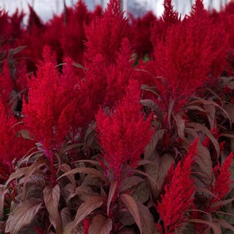 Dragons Breath Sakata Ornamentals