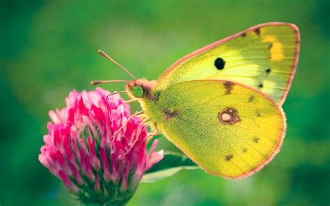Butterfly wallpaper ideas is one from many best hd wallpaper in walops.com. Colias hyale Butterfly Wallpapers | HD Wallpapers | ID #11440