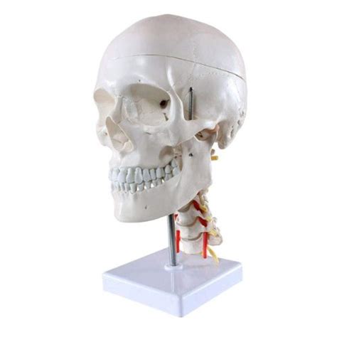 Buy Learning Props Scientific Human Skull Model Anatomical Human Skull