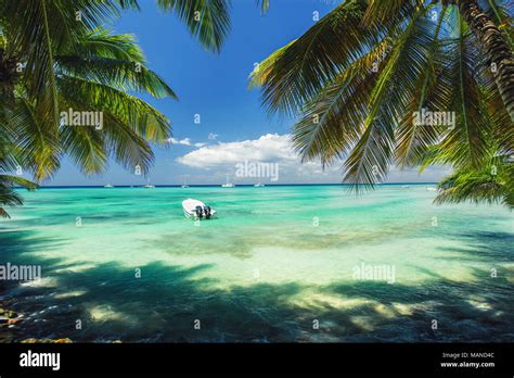 Exotic Beach In Dominican Republic Palm Trees On The Sandy Shore And