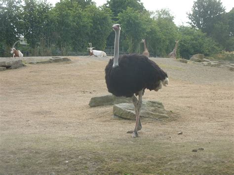Dublin Zoo July 2013 The Male Ostrich Was Keeping A Clos Flickr