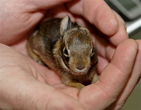 Those Cute Little Baby Bunnies And Birds Are Tougher Than You Think Schuylkill Center For