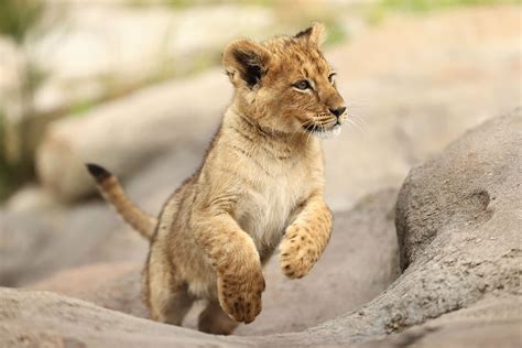 Cute Lion Cub Wallpapers Wallpaper Cave