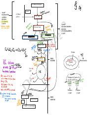 Metabolic Summary Flow Chart Pdf 6C Muscle Glycogen FAST