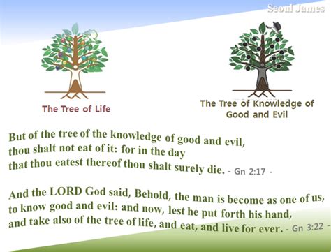 12 fruits of the tree of life. Shincheonji "Good Seed": Shincheonji testify the Tree of ...
