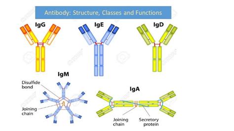 5 Types Of Antibodies