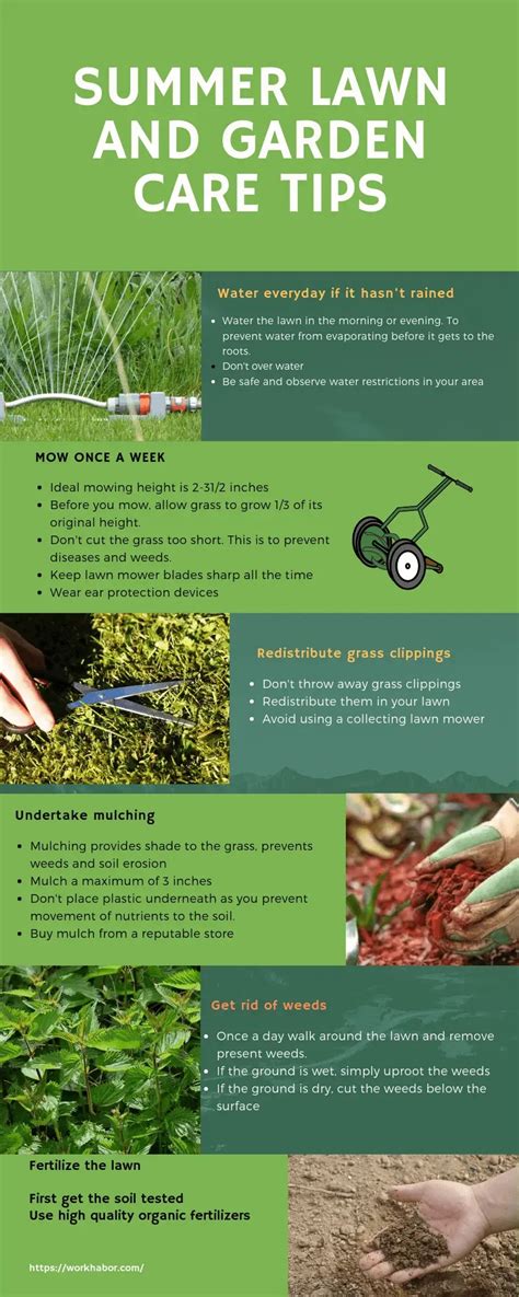 Summer Lawn And Garden Care Tips