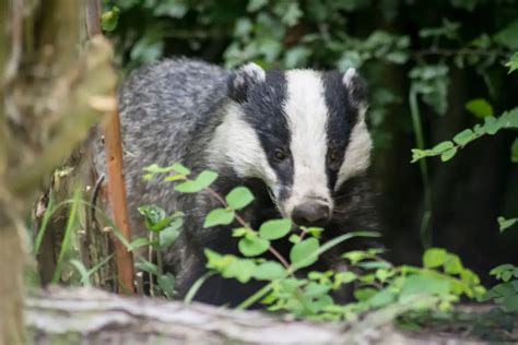 Do Honey Badgers Mate For Life Naturenibble