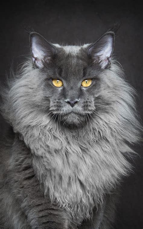 maine coon cat  largest breed  domesticated felines pictures   day  august