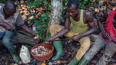 High Forced Labour Risk In Cocoa Industry Needs To Step Up Walk Free