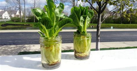 Heres How To Regrow Your Own Lettuce At Home