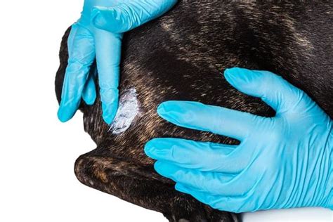 Martwica skóry u psa objawy i leczenie Lek wet Katarzyna Hołownia