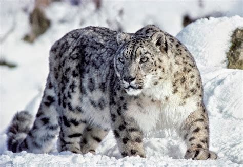 Info Animales Leopardo De Las Nieves Panthera Uncia