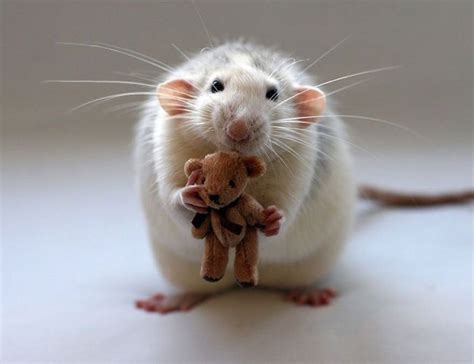 20 Adorables Ratas Demostrando Que Ellas También Pueden Ser Unas Lindas Mascotas