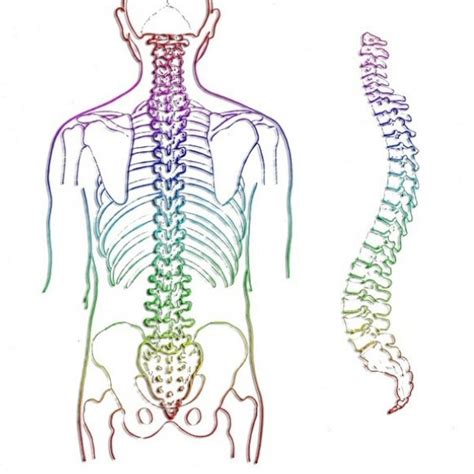 The spinal cord is a bundle of nerve fibers that extend from the brain stem down the spinal column to the lower back. What is the Function of the Spinal Cord? It is Smarter ...