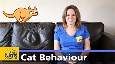 🐱 Introduction To Cat Behaviour Cats Protection Behaviour Guides
