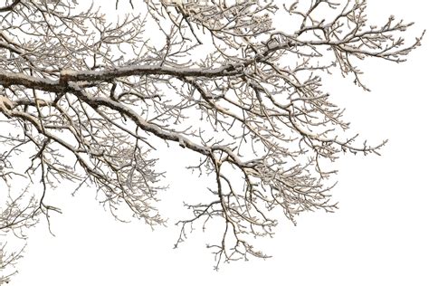 Winter Tree Branch Covered With Snow Vishopper