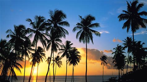 Palm Tree Silhouettes In The Sunset Wallpaper Beach Wallpapers 28462