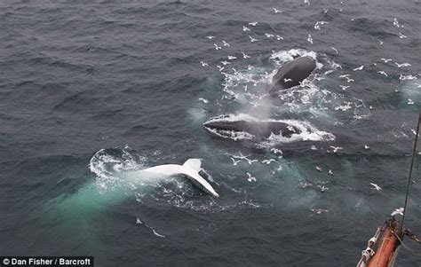 Rare White Humpback Whale Spotted Off The Coast Of Norway Daily Mail Online