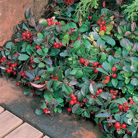 Evergreen Ground Cover With Red Berries Ground Cover Good