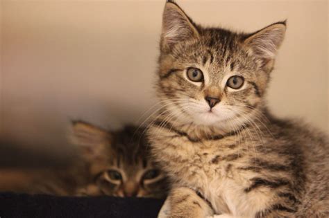 The austin humane society community cat program. Humane Society for Southwest Washington extends adoption ...
