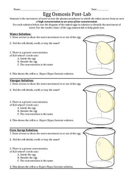 Over three days we tested the egg in three different solutions to observe the. Egg Osmosis Lab Report by Mrs Theo's Science Classroom | TpT