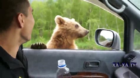 russian bears funny moments Видео dailymotion