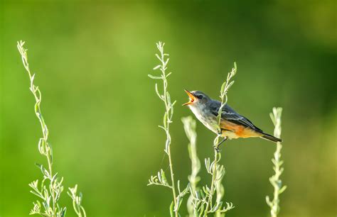 Lawrence Finkel Photography Vermilian Flycatcher 9 Vermilion