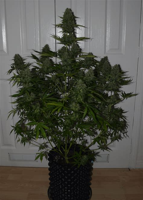 Graines De Cannabis Féminisées Bcn Critical Xxl Autoflower De Seedstocker