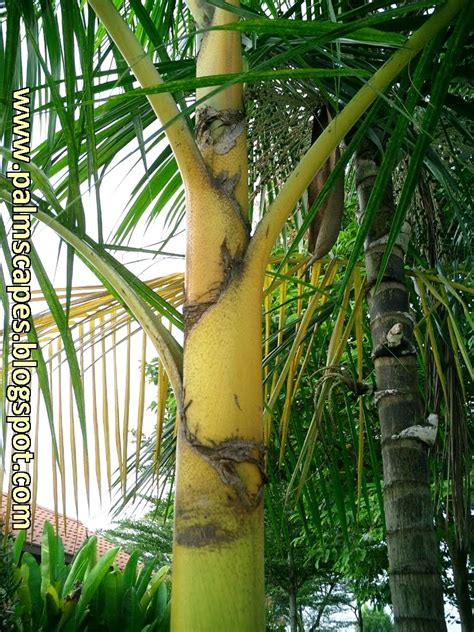 A relic of incomparable force, coveted by all. PalmScapes: The Golden Cane Palm