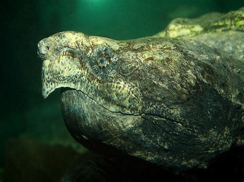 Geierschildkröte Alligator Snapping Turtle Macroclemys Flickr