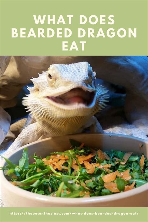 Are tomatoes bad for cat? The Pet Enthusiast in 2020 | Bearded dragon, Eat, Dragon