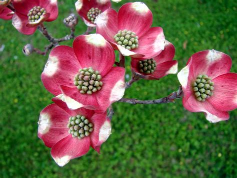 Early Pink Dogwood Flower Heads Flowering Heads Of Pink