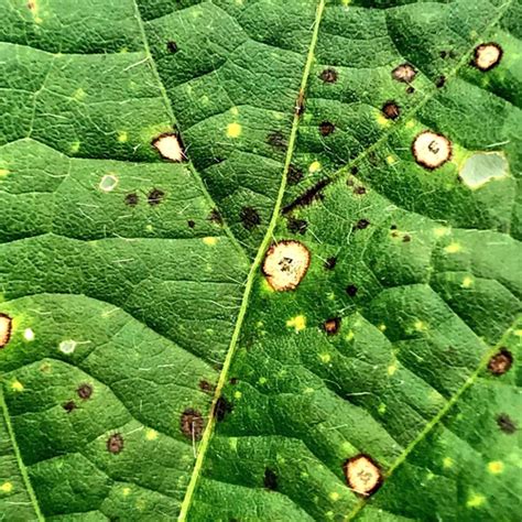 Frogeye Leaf Spot In Soybeans Conventional Syngenta Canada