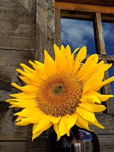 Sunflowers Facing The Sun Stock Photos Pictures And Royalty Free Images